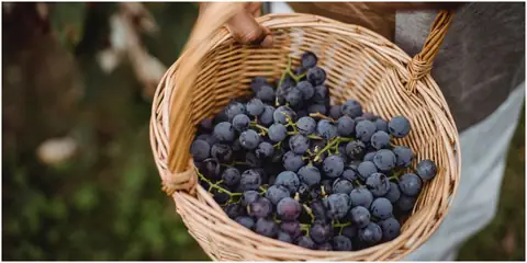 The Best Drought-Resistant Crops To Grow When Water Is Scarce