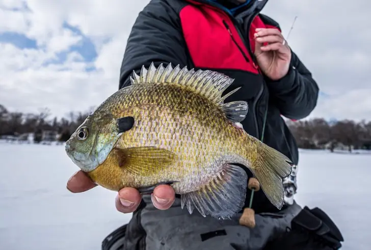 Panfish - best freshwater fish to eat