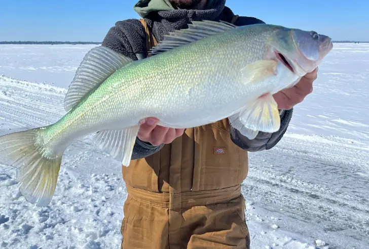 Walleye - best freshwater fish to eat
