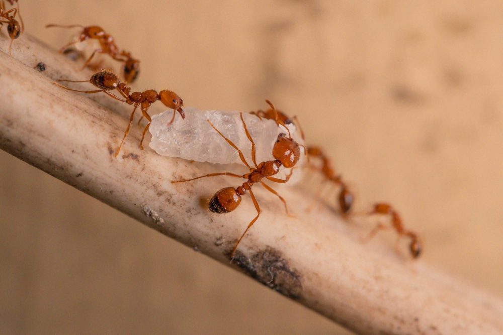 Should You Use Scented Dryer Sheets to Keep Ants Out of Your Kitchen?