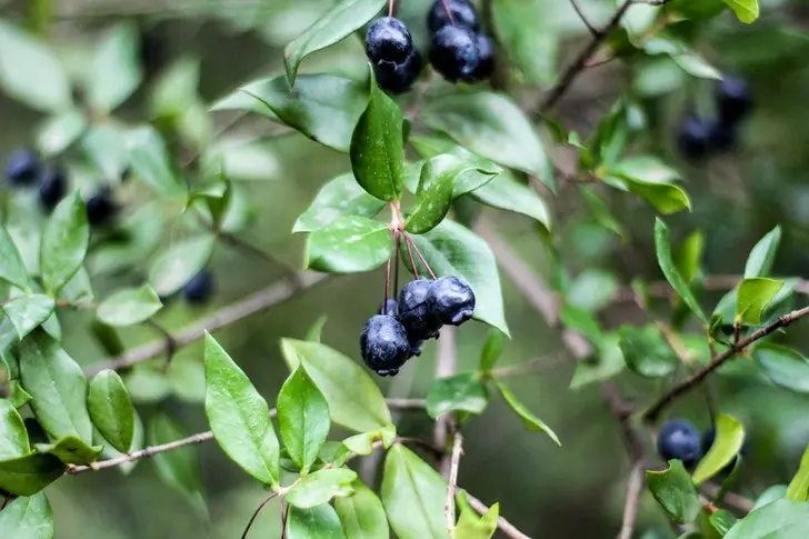 1. Blueberries