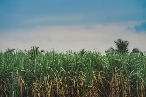 Agricultural Experts Share Some Tips To Grow More Sugarcane