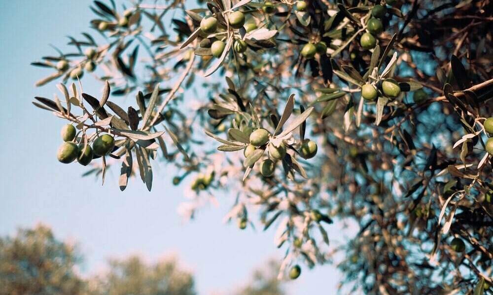 Quick Solutions to 4 MindBoggling Olive Oil Questions Foodie Friend