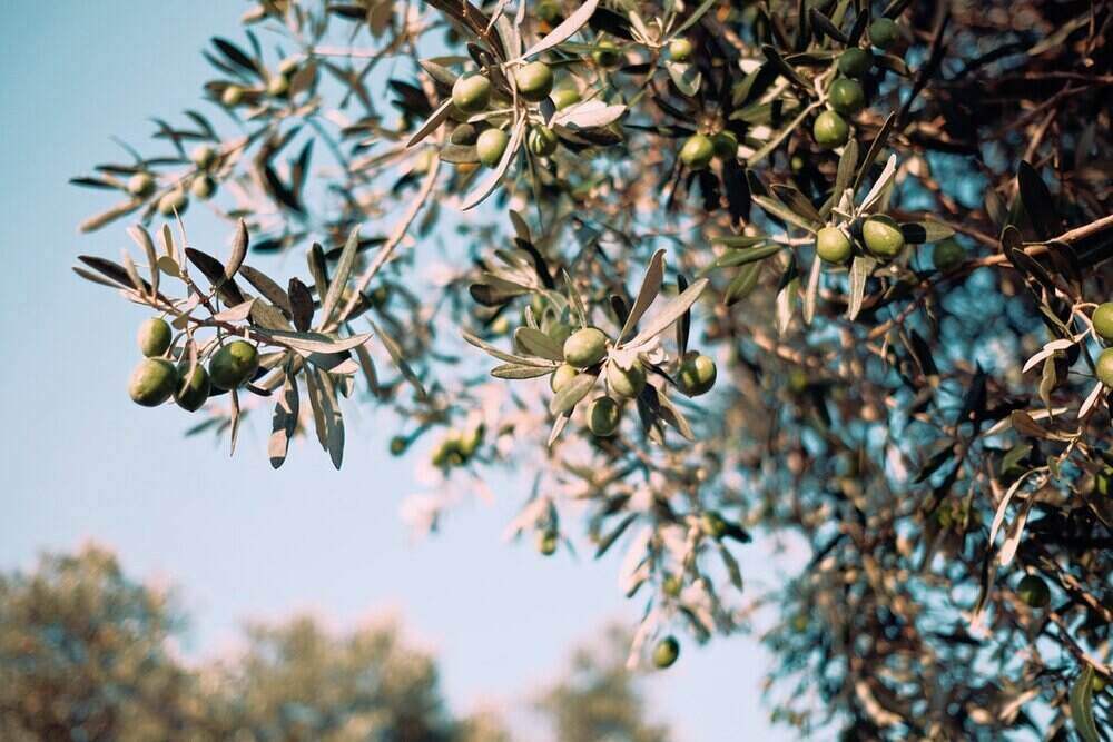 olive-oil-4