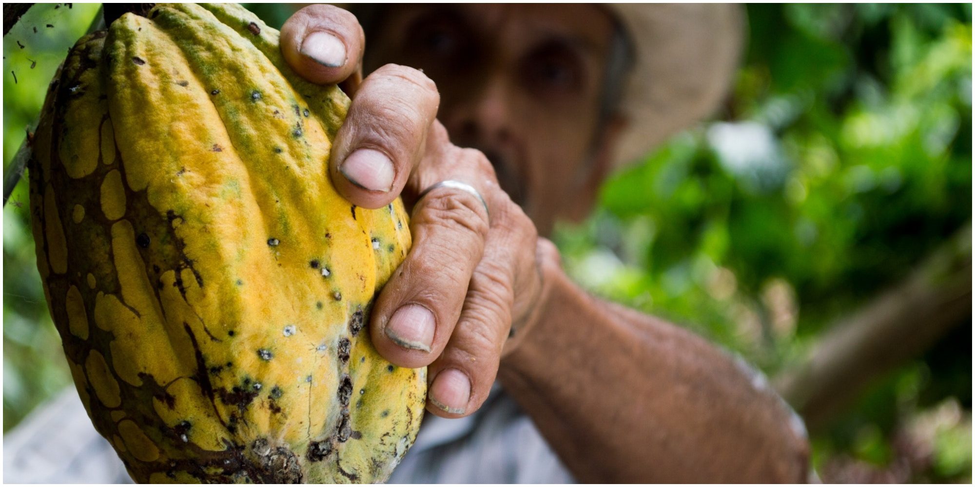 the-best-rain-tolerant-crops-that-farmers-grow-in-the-usa-foodie-friend