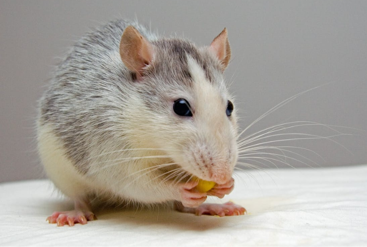 Understanding how to keep mice out of kitchen drawers means knowing where mice can enter and fortifying those areas.