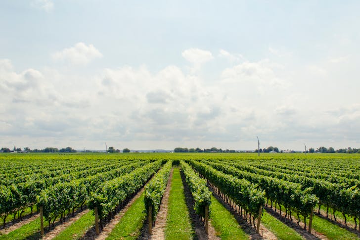 vineyards