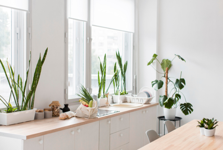 Fresh green plants above kitchen cabinets