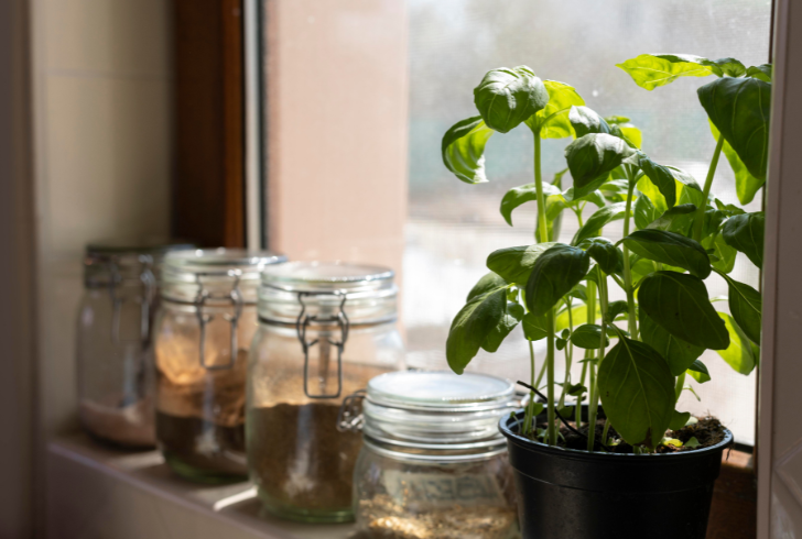 Fresh herbs growing near sunny kitchen window