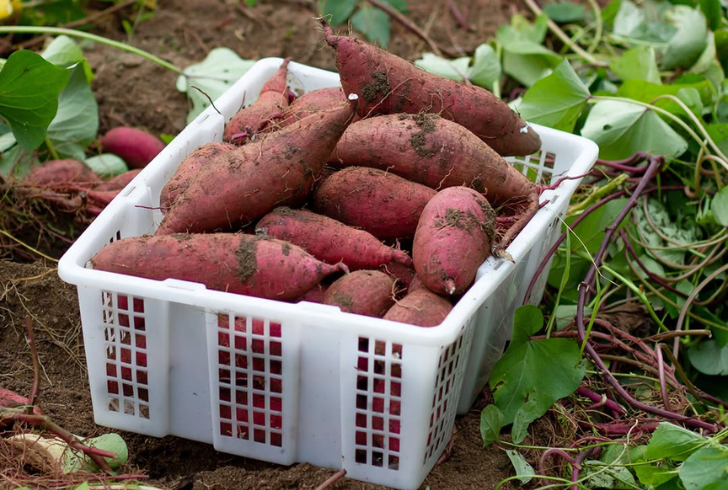 Sweet potatoes stored in open basket